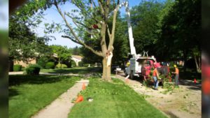 Trimmed trees and clean yard to prevent storm damage to home