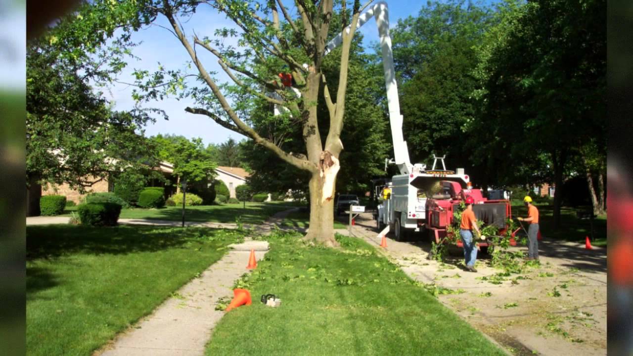 Trimmed trees and clean yard to prevent storm damage to home